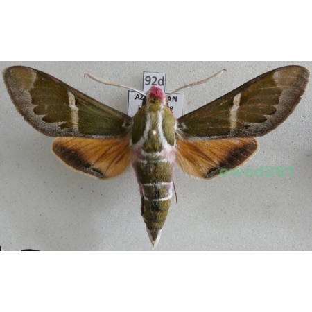 Rethera komarovi (Christoph, 1885) male Azerbaijan 62mm92d